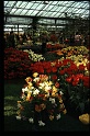 15.Keukenhof apr 1973